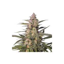 Auto Northern Dragon Fuel - Super Sativa Seed Club