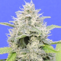 Zkittzy Gorilla - Original Sensible seeds