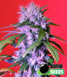 Berry Bomb Auto - Bomb Seeds