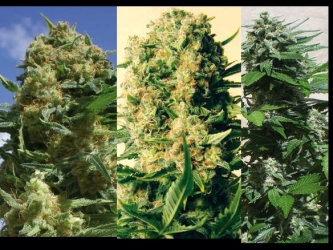 Indica Collection - Positronics Seeds