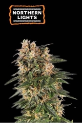 Northern Lights Auto - SeedStockers