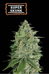 Super Skunk - SeedStockers