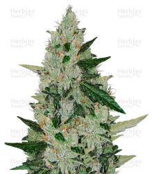 Amnesia Haze Auto (Expert Seeds) Cannabis-Samen