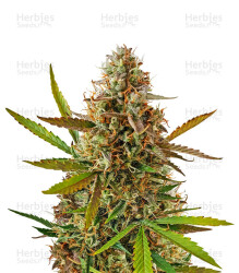 Blueberry Glue Auto (Expert Seeds) Cannabis-Samen