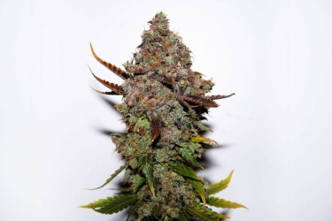 Original Skunk #1 Reg. - Seedsman