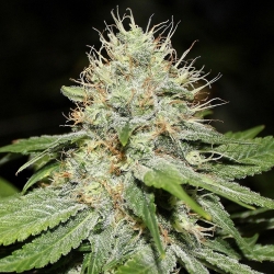 Sweet 'n' Sour Indoor - Spliff Seeds