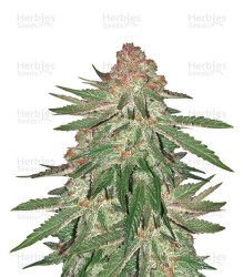 Big Bud XXL (Ministry Of Cannabis) Cannabis-Samen