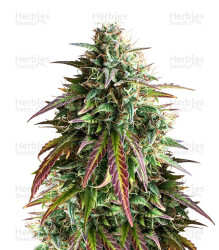 Girl Scout Cookies Auto (Auto Seeds) Cannabis-Samen