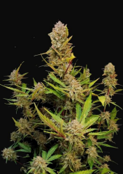 Apricot Auto - FastBuds Seeds