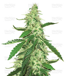 Green Crack (BlimBurn Seeds) Cannabis-Samen