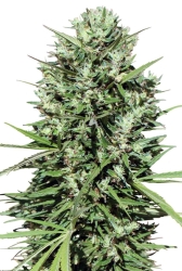 Morocco Beldia Kif Reg. - ACE Seeds