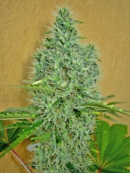 Auto Afghan Mass - 00 Seeds