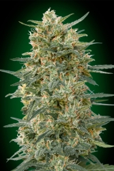 Gorilla FAST - 00 Seeds