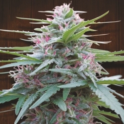 Panama feminisiert - ACE Seeds