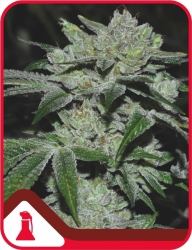 Sour Glue - Medical Seeds