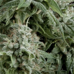 Auto Northern Lights CBD - Pyramid Seeds