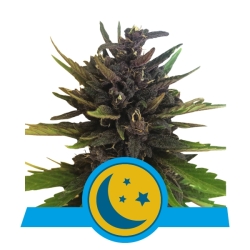 Purplematic CBD - Royal Queen Seeds