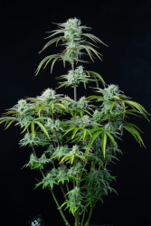 Strawberry Banana Auto - FastBuds Seeds