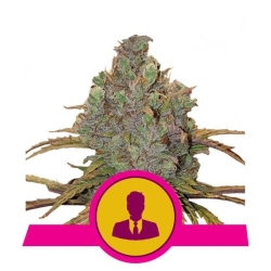 El Patron - Royal Queen Seeds