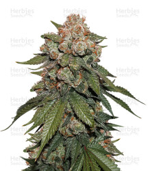 Sherbet (Seedstockers) Cannabis-Samen