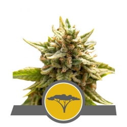 Mango Crunch Reg. - Royal Queen Seeds