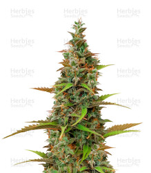 K.O Crop Auto (Cream of the Crop Seeds) Cannabis-Samen