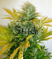 Kush Van Stitch Auto regulär - Flash Seeds