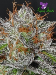 Bruce Banner #3 - Anesia Seeds