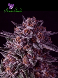 Gelato Dream - Anesia Seeds