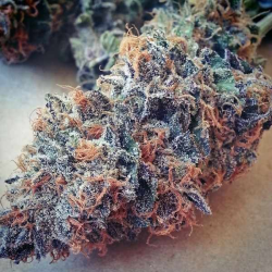 Ultimate Purple Reg. - BC Bud Depot