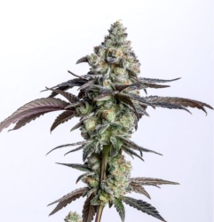 Cherry Cake - Elev8 Seeds