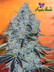 Mob Boss - Anesia Seeds