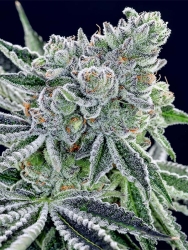 Sour Betty - Anesia Seeds