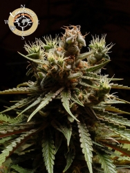 Pure Durban - Anesia Seeds