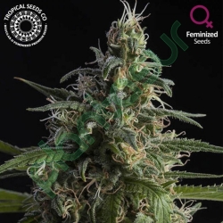 Durand's Herald Kush - Tropical Seeds Company