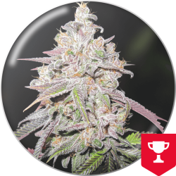 Mendocino Chanel Kush - Medical Seeds