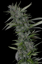 Bruce Banner #3 - Big Head Seeds