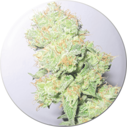 Y Griega CBD - Medical Seeds