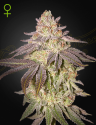 Black Toffee Auto - GreenHouse Seeds