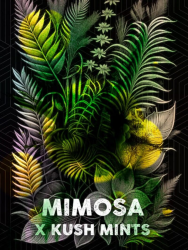 Mimosa Mints - Tramuntana Seeds