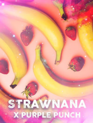 Strawnana x Purple Punch - Tramuntana Seeds