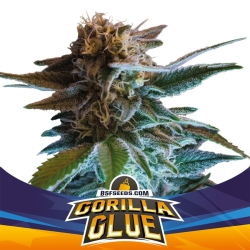 Gorilla Glue Auto - BSF Seeds