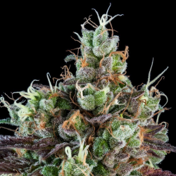 Sour Ripper Auto - Ripper Seeds