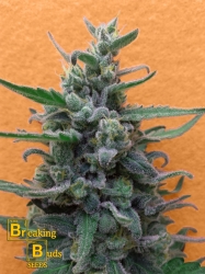 Brownie Auto - Breaking Buds Seeds