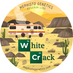 White Crack Auto - Mephisto Genetics