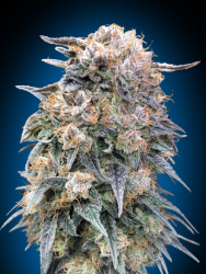 00 Kush Fast Version - 00 Seeds