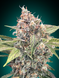 Northern Lights CBD - 00 Seeds