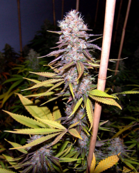 Lavender - Soma Seeds