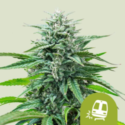 Trainwreck Auto - Royal Queen Seeds