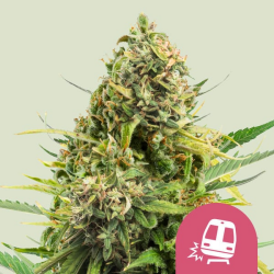 Trainwreck - Royal Queen Seeds